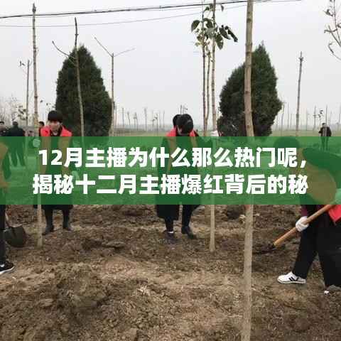 揭秘十二月主播爆红的秘密,为何冬季成为主播的热门焦点?