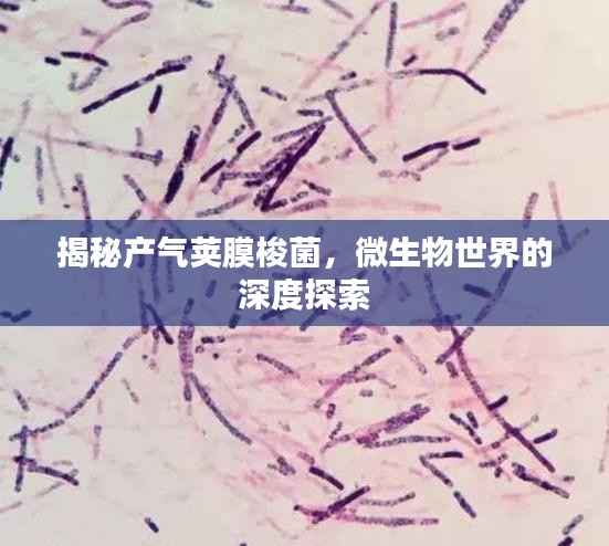 揭秘产气荚膜梭菌,微生物世界的深度探索
