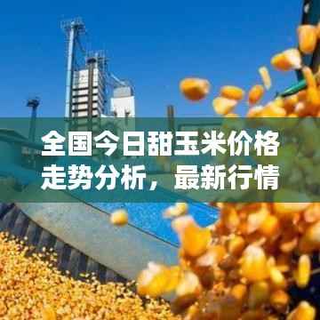全国今日甜玉米价格走势分析,最新行情概览