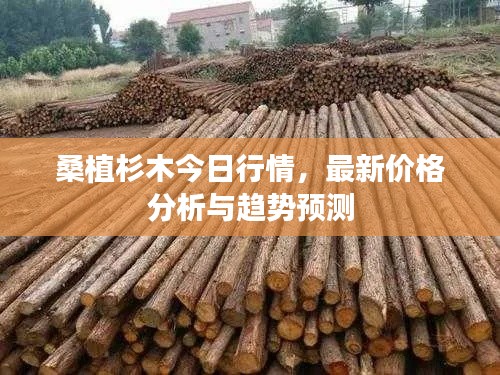 桑植杉木今日行情,最新价格分析与趋势预测