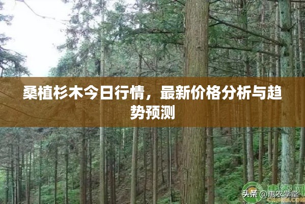 桑植杉木今日行情,最新价格分析与趋势预测