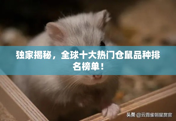独家揭秘,全球十大热门仓鼠品种排名榜单!