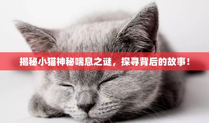 揭秘小猫神秘喘息之谜，探寻背后的故事！